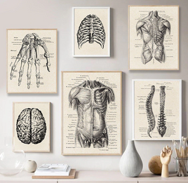 Wandbilder "Menschliche Anatomie" | 30 cm x 21 cm | DIN A4
