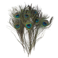 
              Pfauenfedern | 25 cm - 30 cm | 10 Stück
            