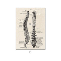 
              Wandbilder "Menschliche Anatomie" | 30 cm x 21 cm | DIN A4
            